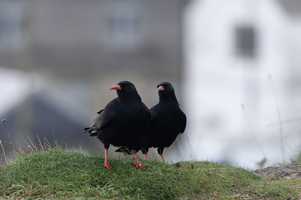 Chough